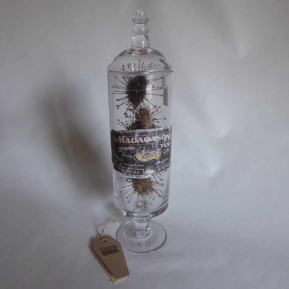 NEW APOTHECARY BOTTLE MADAGASCAR MOUSE TRAP GOTHIC ODDITY PROP HARRY POTTER